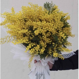 Стильная мимоза