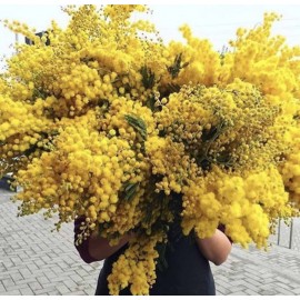 Море ароматной мимозы