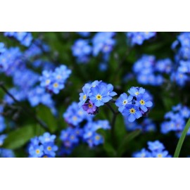 Незабудки поштучно от 29 штук