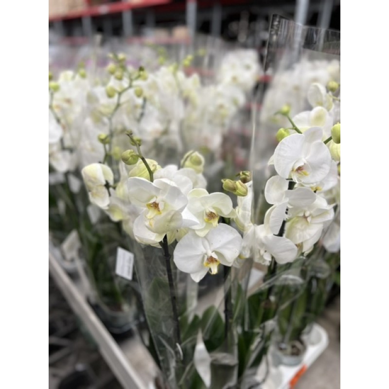 Орхидея фаленопсис белая «кембридж»