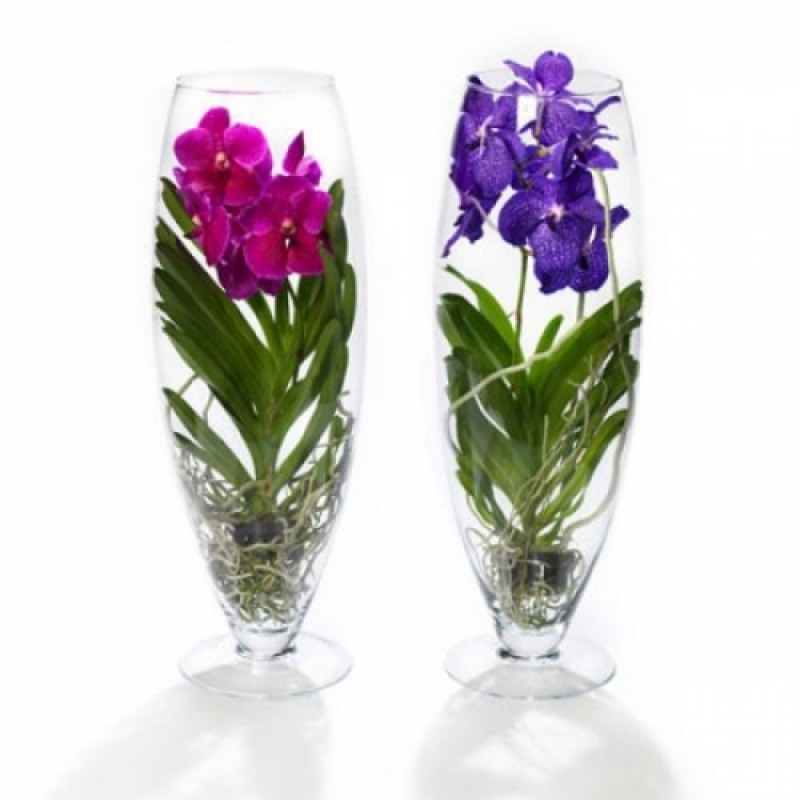 Орхидея Ванда в стеклянной вазе