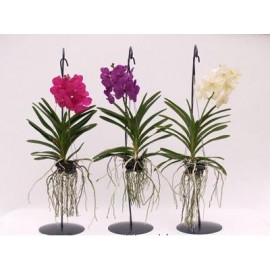 Орхидея Ванда подвесная