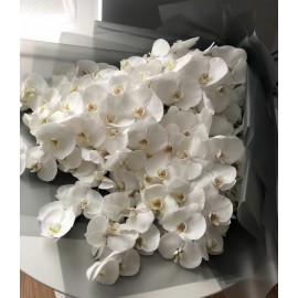 Безумные белые орхидеи 