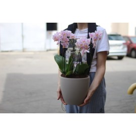 Розовые  орхидеи в кашпо