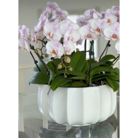 Нежные розовые орхидеи в кашпо 