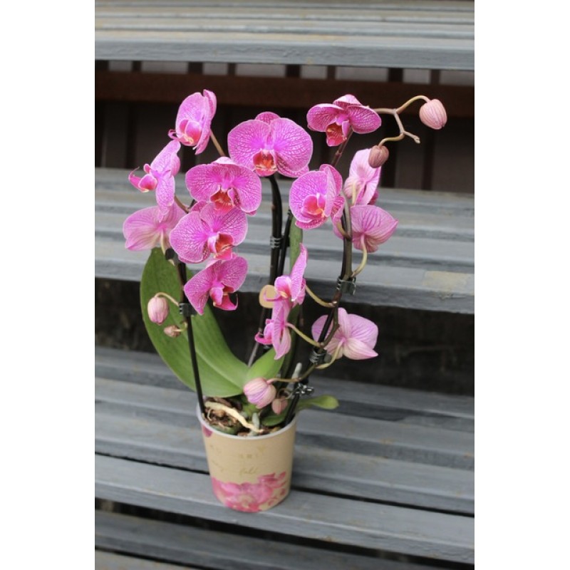 Орхидея малиновая Каскад