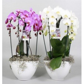 Орхидея Фаленопсис в кашпо