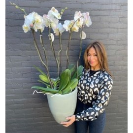 7-ка фаленопсисов в кашпо