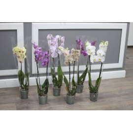 Орхидея фаленопсис микс от 2 шт.