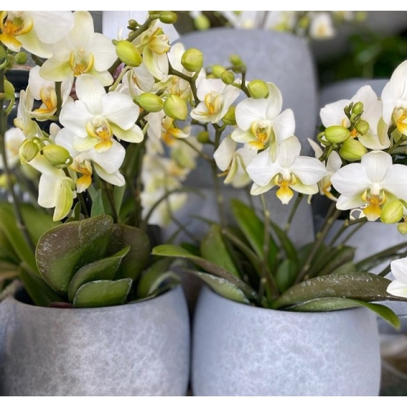 Белые сортовые орхидеи в кашпо