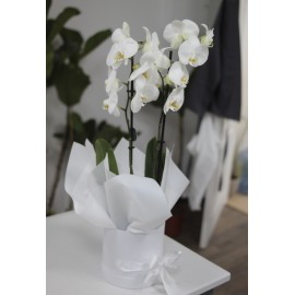 Белый подарок 