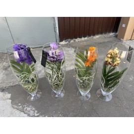 Орхидея Ванда в стекле микс