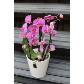 Малиновый каскад в кашпо