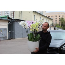 Большое кашпо с 5-ю орхидеями 