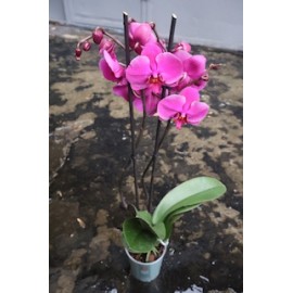 Малиновая орхидея фаленопсис 2 ствола 