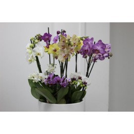 Микс из 7 орхидей в белом керамическом кашпо