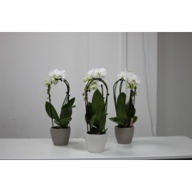 Орхидея фаленопсис каскад в кашпо