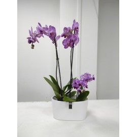 Розовая парочка