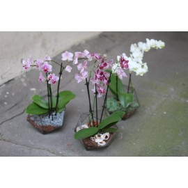 Сортовые орхидеи во флорариуме