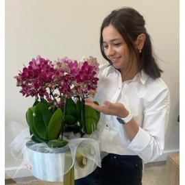 Микс из 7 сортовых орхидей в коробке