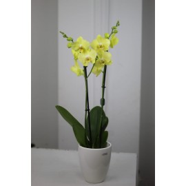 Желтая орхидея в кашпо