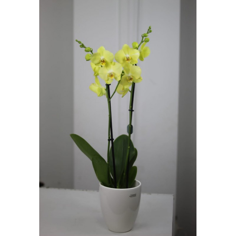 Желтая орхидея в кашпо