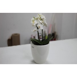 Орхидея фаленопсис сортовая в кашпо