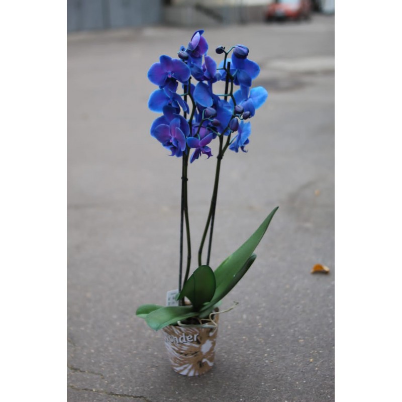 Синяя орхидея 