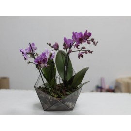 Малиновые орхидеи во флорариуме 