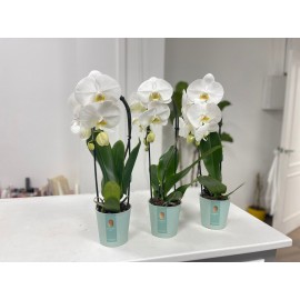 Орхидея фаленопсис белая каскад