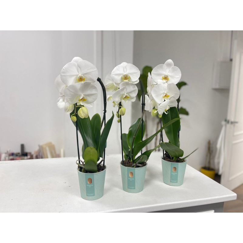 Орхидея фаленопсис белая каскад