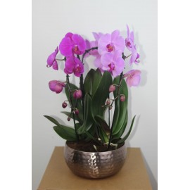 Дуэт каскадов