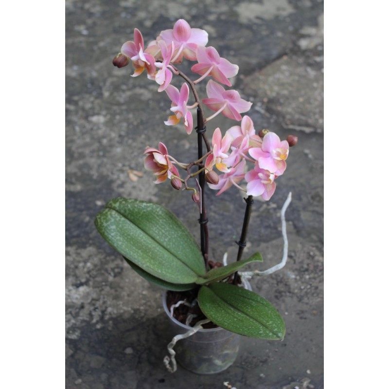 Ароматные орхидеи поштучно от 1 шт.