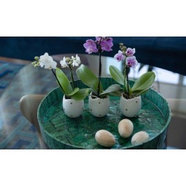 Трио из орхидей 