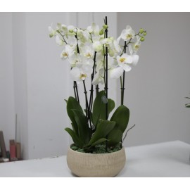 Кашпо с белыми орхидеями 