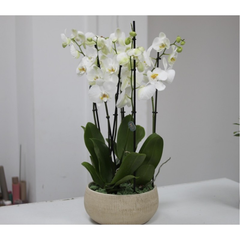 Кашпо с белыми орхидеями 