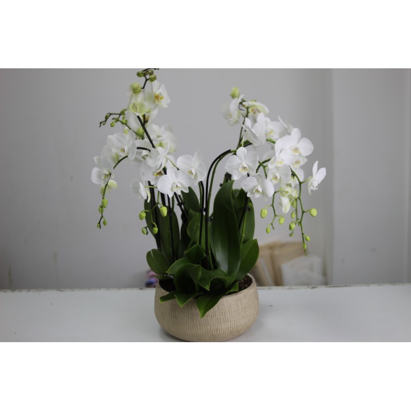 Кашпо с раскидистыми белыми орхидеями