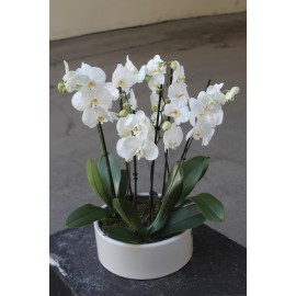 Стильные орхидеи