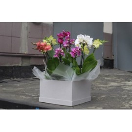 Орхидеи в квадрате 