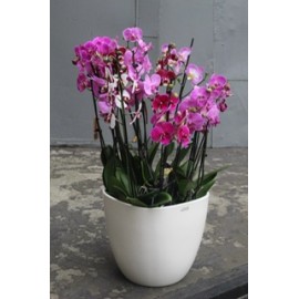 Орхидейный рай