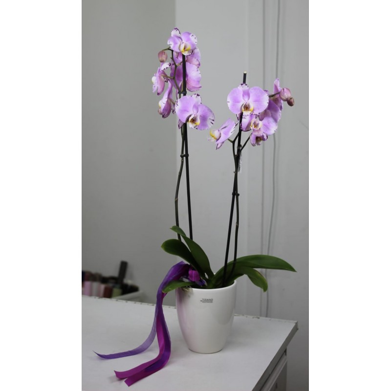 Орхидея в подарок 
