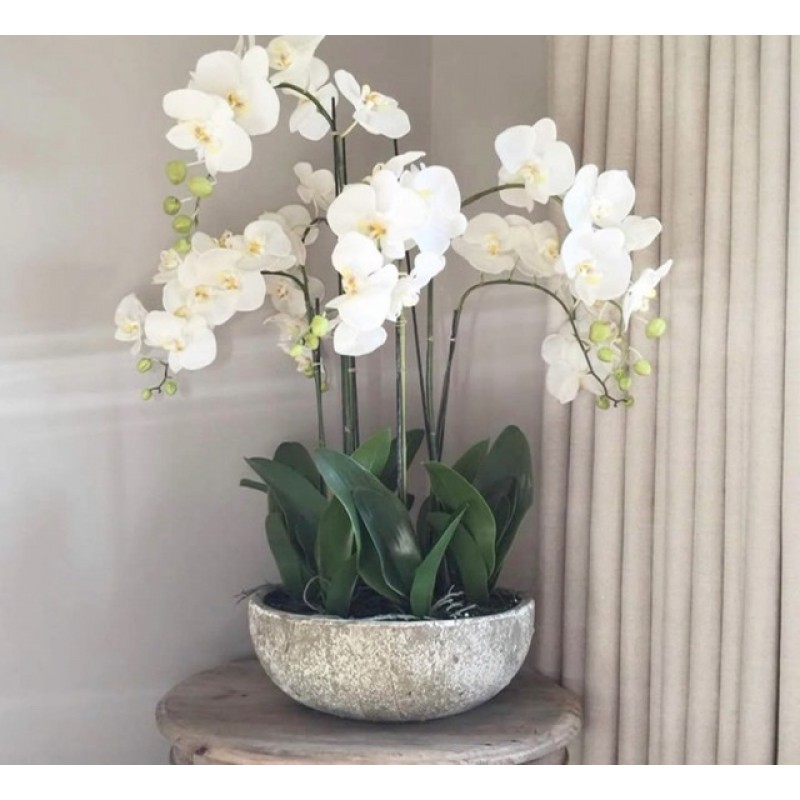 White orchids pots 