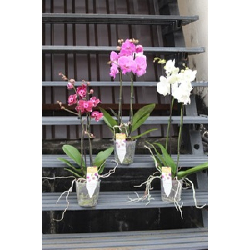 Прикольдесные орхидеи
