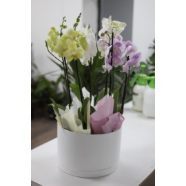 Коробка с любимыми орхидеями