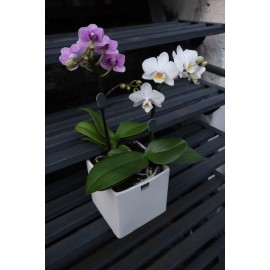 Бело-лавандовый дуэт 