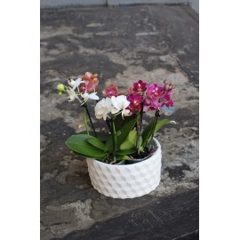 3 орхидеи мини в бетонном кашпо