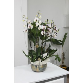 Тигрицы в золоте