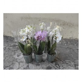 Орхидея сортовая микс от 3 штук