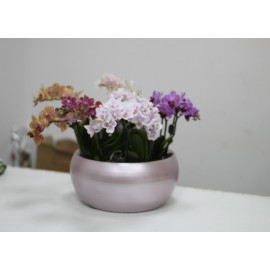 Микс из сортовых орхидей в кашпо