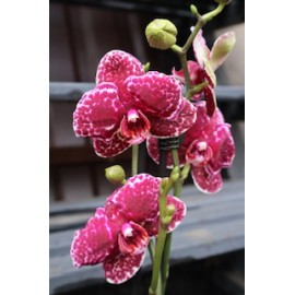 Орхидея дикий кот